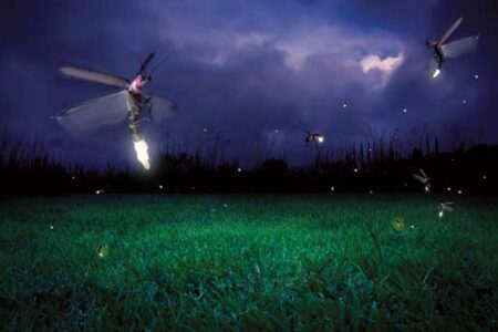 How to Attract Fireflies: Nature's Natural Light Show Image